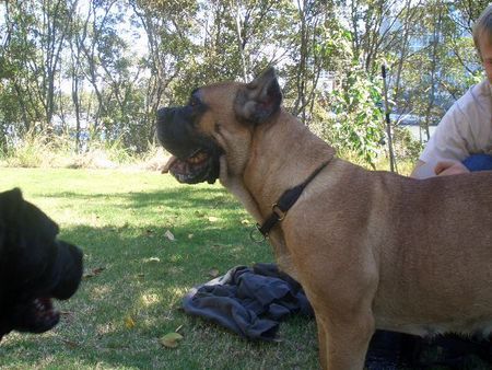 Cane Corso Hunde Foto 34143 in höherer Auflösung ansehen Cane Corso