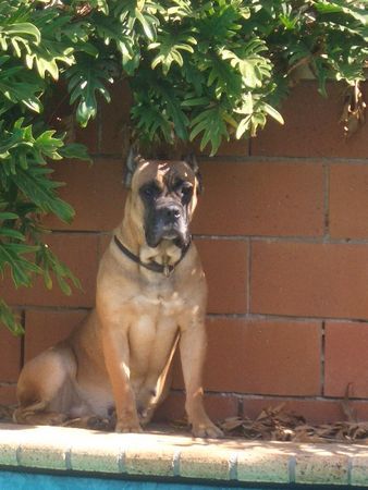 Cane Corso Hunde Foto 34146 in höherer Auflösung ansehen Cane Corso