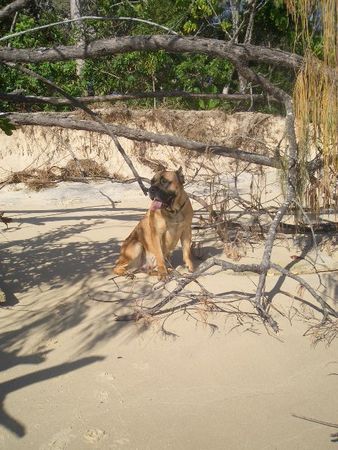 Cane Corso Hunde Foto 34144 in höherer Auflösung ansehen Cane Corso Sonnen am Beach