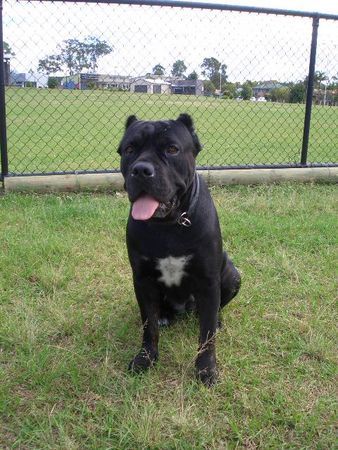 Cane Corso Hunde Foto 34145 in höherer Auflösung ansehen Cane Corso