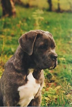 Cane Corso Hunde Foto 27969 in höherer Auflösung ansehen Cane Corso Porta dell' Inferno