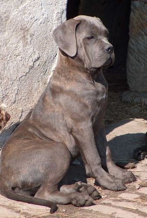Cane Corso Hunde Foto 27970 in höherer Auflösung ansehen Cane Corso Porta dell' Inferno