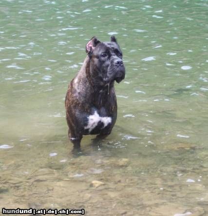 Cane Corso Hunde Foto 13326 Cane Corso CH. EUROPEAN JR ROTHORM JY DREAM CUORE, Owned by Nury Pera