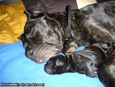 Cane Corso Hunde Foto 15441 in höherer Auflösung ansehen Cane Corso Mutti Venus mit Tochter (1 Tag alt)