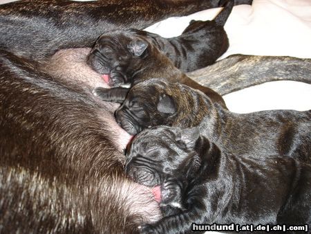 Cane Corso Hunde Foto 15443 in höherer Auflösung ansehen Cane Corso BEI MUTTERN IST GUT FUTTERN.