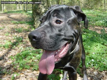 Cane Corso Hunde Foto 22365 in höherer Auflösung ansehen Cane Corso Gianni is now 11 Month old and think what he can do in his life