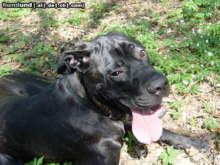 Cane Corso Hunde Foto 22366 in höherer Auflösung ansehen Cane Corso Hey what you want?!?!You not see I am bored