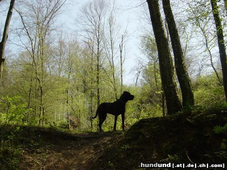 Cane Corso Hunde Foto 22367 in höherer Auflösung ansehen Cane Corso Gianni is now on the