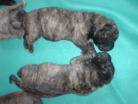 Cane Corso Hunde Foto 27525 in höherer Auflösung ansehen Cane Corso Küsschen