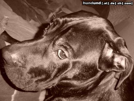 Cane Corso Hunde Foto 22364 in höherer Auflösung ansehen Cane Corso Our Gianni in Black and White
