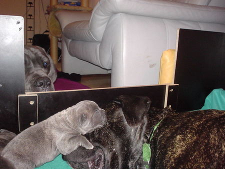 Cane Corso Hunde Foto 27518 in höherer Auflösung ansehen Cane Corso Mein bester Freund und ich ;o)