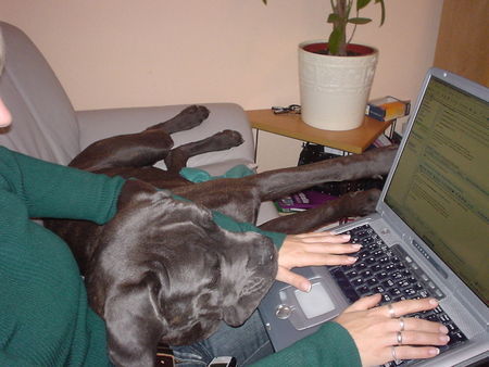 Cane Corso Hunde Foto 27520 in höherer Auflösung ansehen Cane Corso Bei der Arbeit...