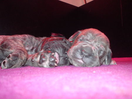 Cane Corso Hunde Foto 27522 in höherer Auflösung ansehen Cane Corso Wir wollen mal ganz groooß werden!