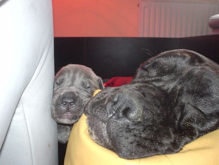 Cane Corso Hunde Foto 27521 in höherer Auflösung ansehen Cane Corso Zzzzz....