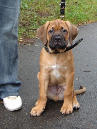 Cane Corso Mein kleiner Stolz AIACE del Rosso Malpelo aus Italien: Sohn von M. Ch. Simon und M Ch. Zohe