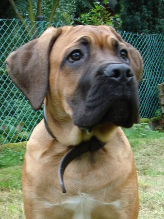 Cane Corso Aiace del rosso Malpelo