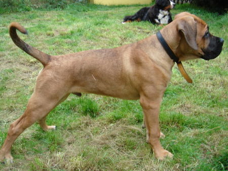 Cane Corso Aiace