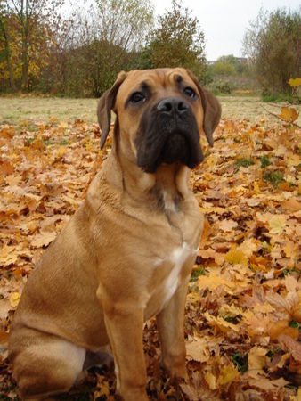 Cane Corso Aiace del rosso Malpelo