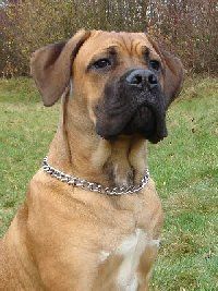 Cane Corso Aiace Del Rosso Malpelo