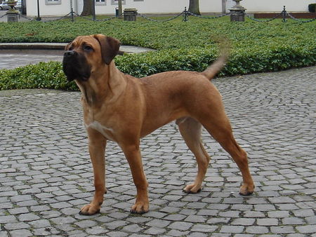 Cane Corso Aiace Del Rosso Malpelo