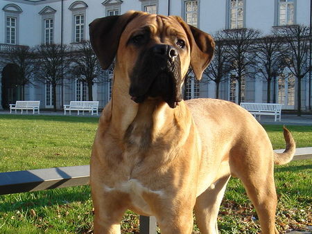 Cane Corso Aiace Del Rosso Malpelo