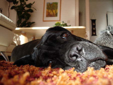 Cane Corso Hunde Foto 38850 in höherer Auflösung ansehen Cane Corso Djambo...