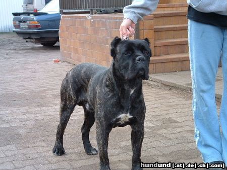 Cane Corso Hunde Foto 10024 Cane Corso Blueprint Cane Corso Anter