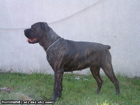 Cane Corso Hunde Foto 10025 Cane Corso Blueprint Molina Bundeseiger 2002 Holland CH.