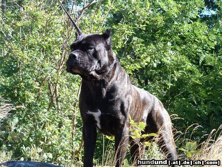 Cane Corso Hunde Foto 10023 Cane Corso Blueprint Tuono Italian.Ch, Swedish Champion