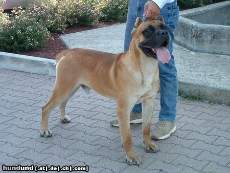 Cane Corso Hunde Foto 10022 Cane Corso