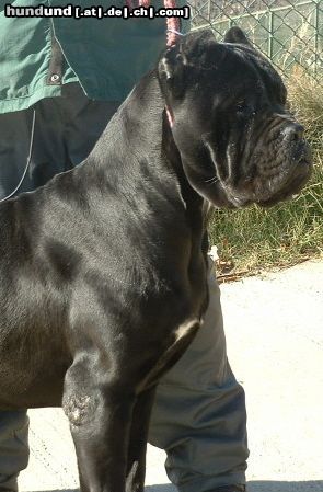 Cane Corso Hunde Foto 8293 Cane Corso Dream Team Cane Corso