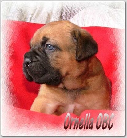 Cane Corso Hunde Foto 37334 Cane Corso Ornella Of Binajo Conceptions