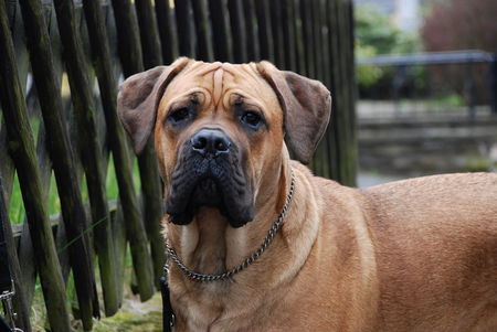 Cane Corso Aiace del Rosso Malpelo 10 monate alt