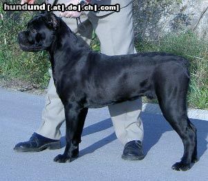 Cane Corso Hunde Foto 13331 Cane Corso ROTHORM JY DREAM DIAVOLO