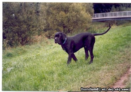 Cane Corso Hunde Foto 17406 Cane Corso Duke auf der Wiese