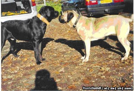 Cane Corso Hunde Foto 17421 in höherer Auflösung ansehen Cane Corso Campo di Cavallo Duke, 7 Monate