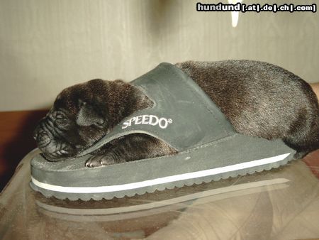 Cane Corso Hunde Foto 4943 Cane Corso Ein persönliches Schlafplätzchen
