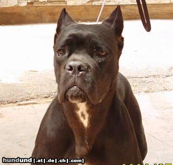 Cane Corso Hunde Foto 13328 Cane Corso ROTHORM JY DREAM ELECTRA