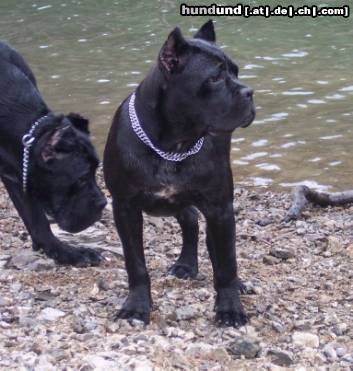 Cane Corso Hunde Foto 13327 Cane Corso ROTHORM JY DREAM ELECTRA