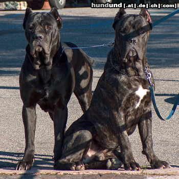 Cane Corso Hunde Foto 11562 Cane Corso Evita, Deutscher und Schwedischer Ch., Jason, 14 Monate