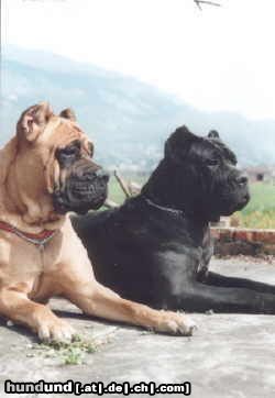 Cane Corso Hunde Foto 7948 Cane Corso Deutscher Ch. Akira