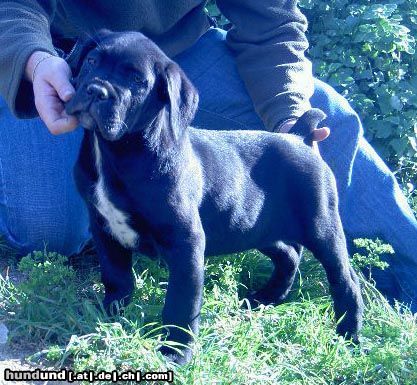 Cane Corso ROTHORM JY DREAM EXTASIS