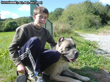 Cane Corso Hunde Foto 25601 Cane Corso David & Leeroy