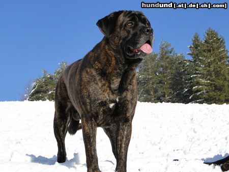 Cane Corso Mauro Bailando con Lobos