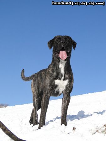 Cane Corso Dante Bailando con Lobos