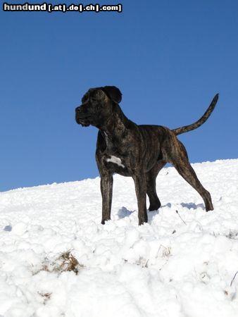 Cane Corso Gaia Bailando con Lobos