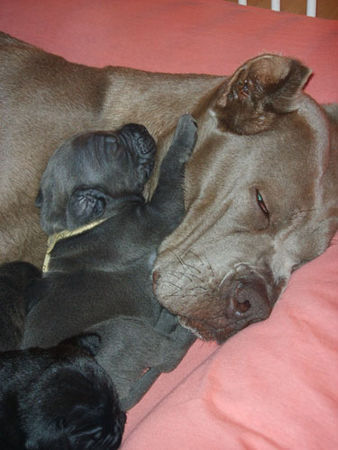 Cane Corso Mutterliebe