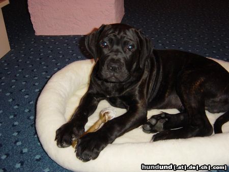 Cane Corso Hunde Foto 15019 in höherer Auflösung ansehen Cane Corso Gianni Cane Corso Welpe, 4 Monate alt und sehr neugierig und lebhaft