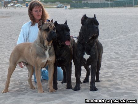 Cane Corso 3 Cane Corso Rüden am Strand