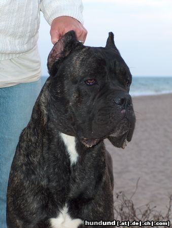 Cane Corso Hunde Foto 12047 Cane Corso Jason, 18 Monate